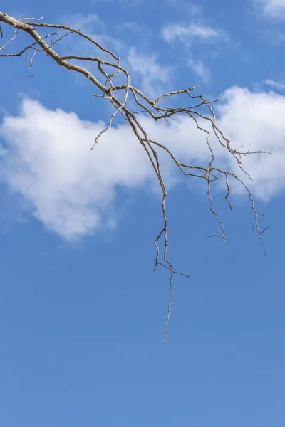 Rami di albero senza foglie contro il cielo blu — Foto Stock