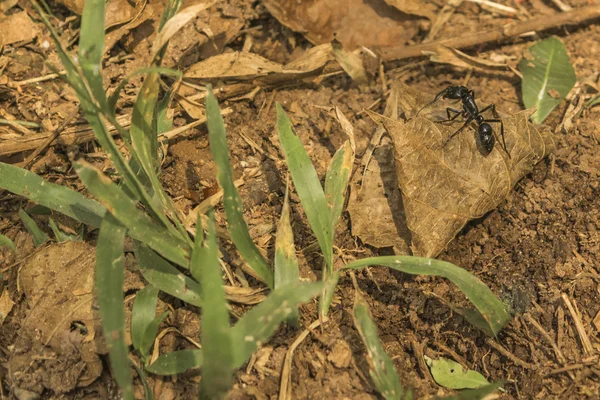 Bull Ant in Nature — Stock Photo, Image