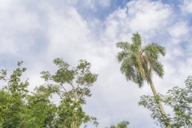 Ağaçlar ve gökyüzü Iguazu Parkı