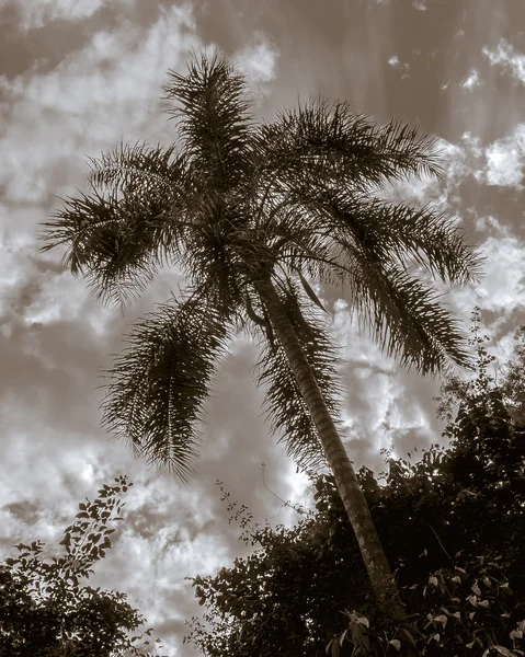 Árboles y cielo en el Parque Iguazú — Foto de Stock