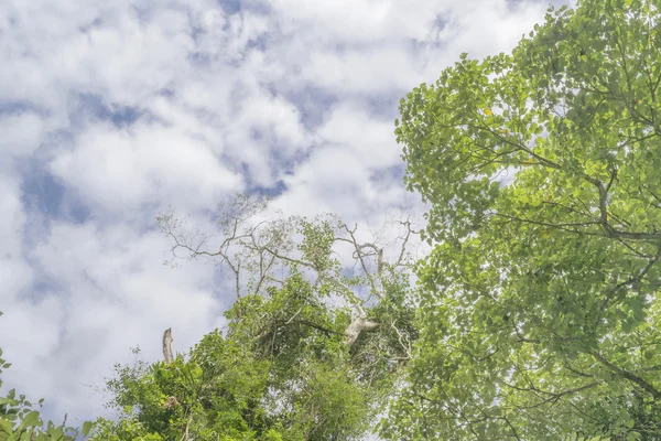 Pohon dan Langit di Taman Iguazu — Stok Foto