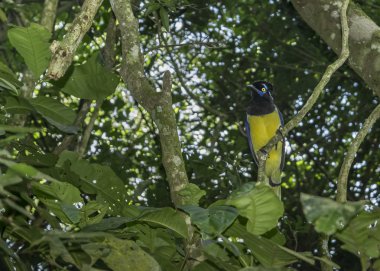 Iguazu Parkı ağaçta kuş