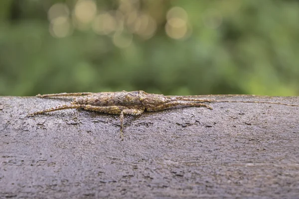 Камуфляжное насекомое в парке Игуасу — стоковое фото