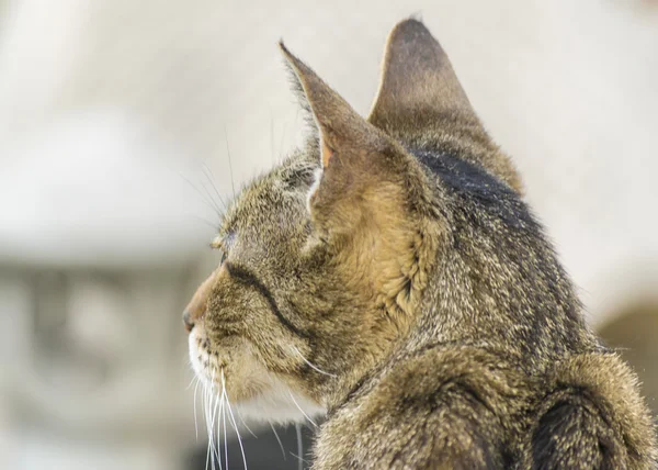 Gato doméstico Visão traseira Close Up — Fotografia de Stock