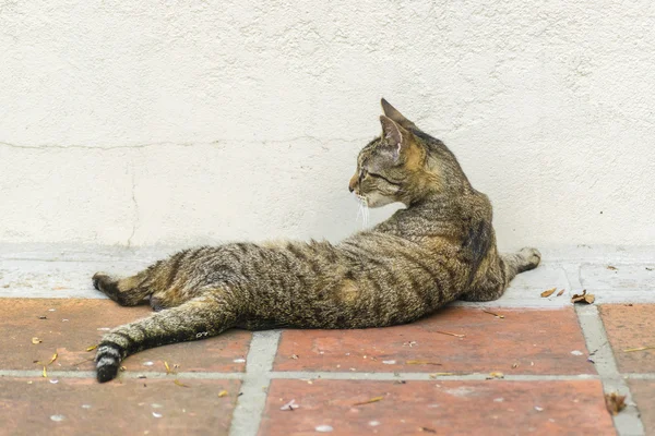 Gato doméstico sentado en el suelo — Foto de Stock