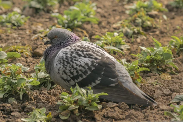 地面に座って寂しい鳩 — ストック写真