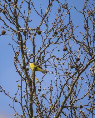 Mavi gökyüzü karşı ağacının üstündeki küçük kuş