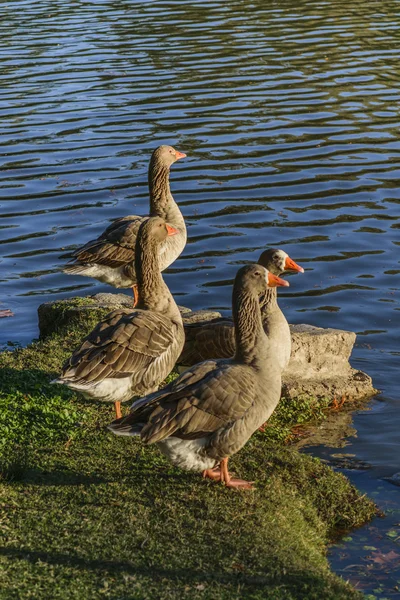 Mörka Geee vid sjön — Stockfoto