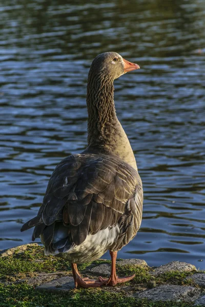 Dunkle Gans am See — Stockfoto