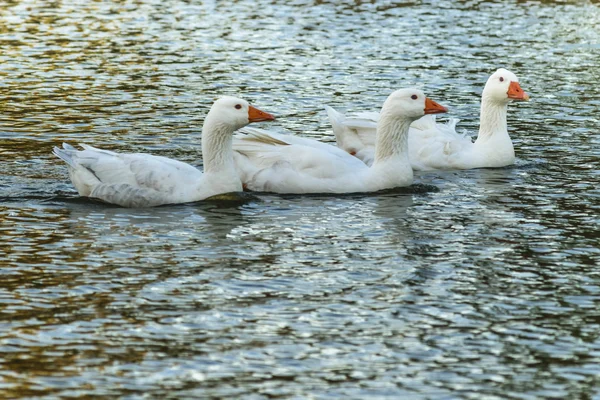 Grupp av gäss Simning vid sjön — Stockfoto