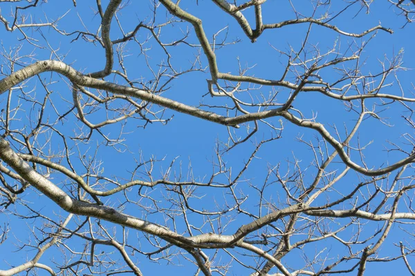 Bezlistne drzewa gałęziach przeciw błękitne niebo — Zdjęcie stockowe