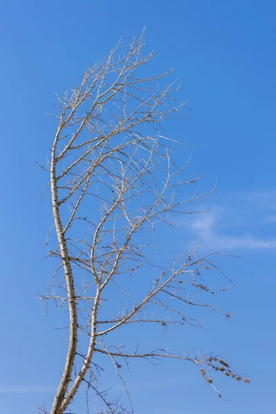 Blattlose Äste gegen blauen Himmel — Stockfoto