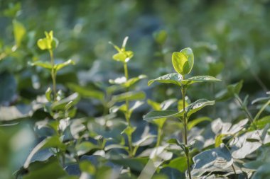Bahçe yeşil yaprakları arka plan
