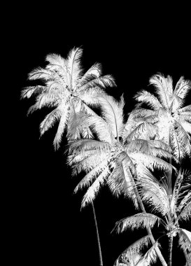 Siluet siyah ve beyaz palmiye ağaçları