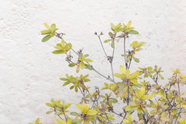 Bitkiler Agains beyaz duvar