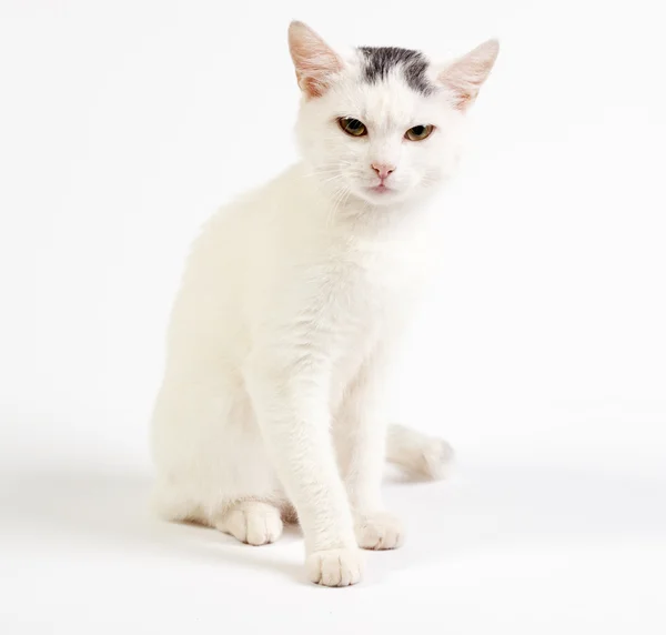 Gato mixto, 1 año de edad, sobre fondo blanco Imagen de archivo