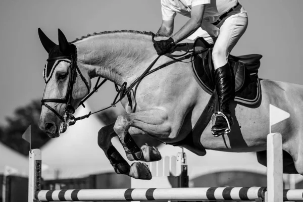 Salto Caballo Deportes Ecuestres Show Jumping Foto Temática —  Fotos de Stock