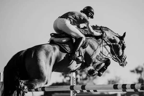 Salto Caballo Deportes Ecuestres Show Jumping Foto Temática —  Fotos de Stock