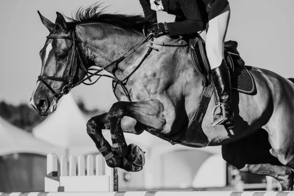 Horse Jumping Equestrian Sports Show Jumping Themed Photo — Stock Photo, Image