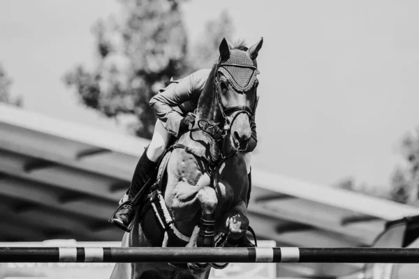 Salto Caballo Deportes Ecuestres Show Jumping Foto Temática —  Fotos de Stock