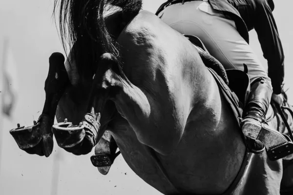 Salto Cavalo Esportes Equestres Mostrar Salto Temático Foto — Fotografia de Stock
