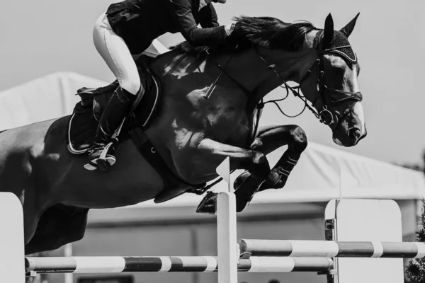 Salto Cavalo Esportes Equestres Mostrar Salto Temático Foto — Fotografia de Stock