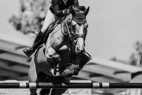 Paardrijden Paardensport Show Jumping Themafoto — Stockfoto