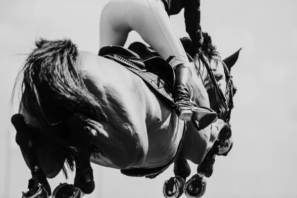 Horse Jumping Equestrian Sports Show Jumping Themed Photo — Stock Photo, Image