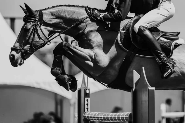 Horse Jumping Equestrian Sports Show Jumping Themed Photo — Stock Photo, Image