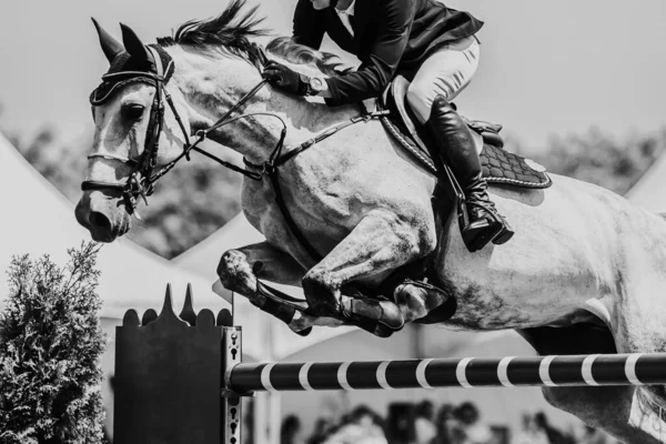 Salto Caballo Deportes Ecuestres Show Jumping Foto Temática —  Fotos de Stock