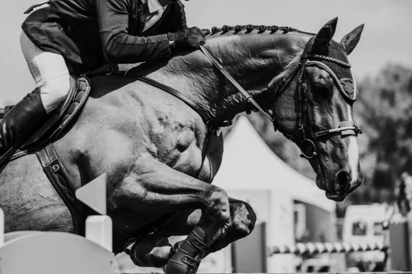 Horse Jumping Jezdecké Sporty Show Skákání Tématické Foto — Stock fotografie