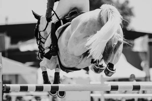 Стрибки Конях Кінний Спорт Показати Стрибки Тематичні Фото — стокове фото