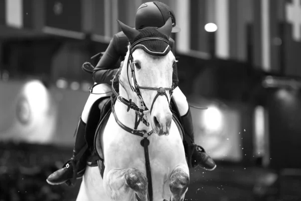 Horse Jumping Equestrian Sports Show Jumping Themed Photo — Stock Photo, Image