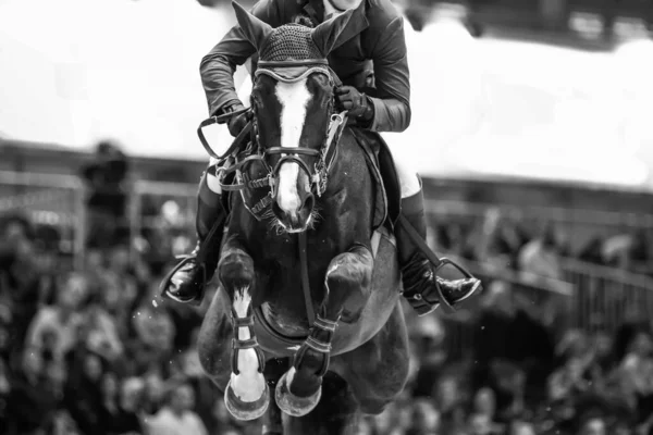 Paardrijden Paardensport Show Jumping Themafoto — Stockfoto