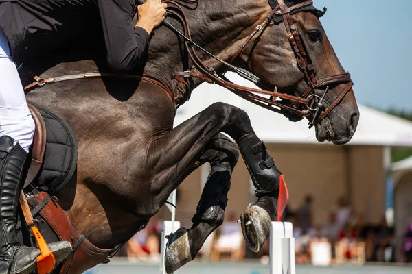 Pferdespringen Pferdesport Themenfoto Springreiten — Stockfoto
