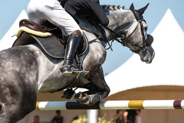 Pferdespringen Pferdesport Themenfoto Springreiten — Stockfoto