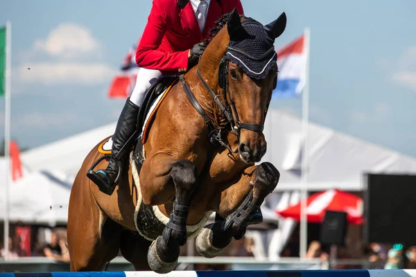 Salto Caballo Deportes Ecuestres Show Jumping Foto Temática — Foto de Stock