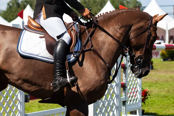 Horse Jumping Equestrian Sports Show Jumping Themed Photo — Stock Photo, Image