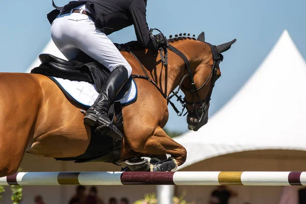 Salto Cavalo Esportes Equestres Mostrar Salto Temático Foto — Fotografia de Stock