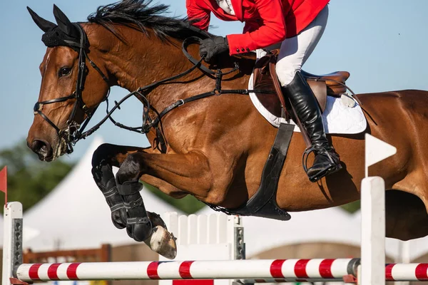 Horse Jumping Equestrian Sports Show Jumping Themed Photo — Stock Photo, Image