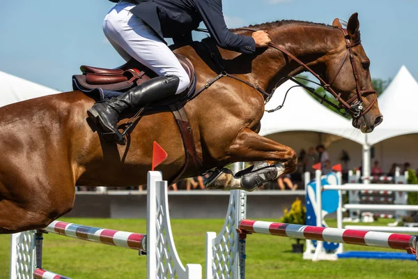 Salto Caballo Deportes Ecuestres Show Jumping Foto Temática —  Fotos de Stock