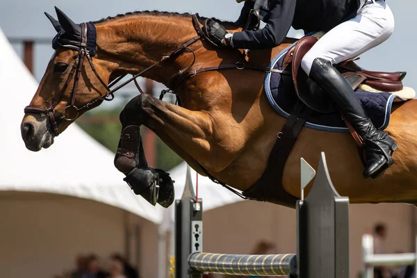 Skoki Konne Sporty Jeździeckie Show Jumping Tematyczne Zdjęcie — Zdjęcie stockowe