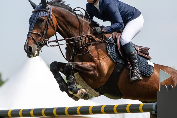 Άλμα Αλόγων Ιππασίας Αθλητισμός Εμφάνιση Jumping Θεματική Φωτογραφία — Φωτογραφία Αρχείου