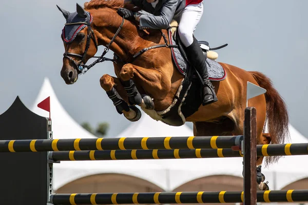 Pferdespringen Pferdesport Themenfoto Springreiten — Stockfoto