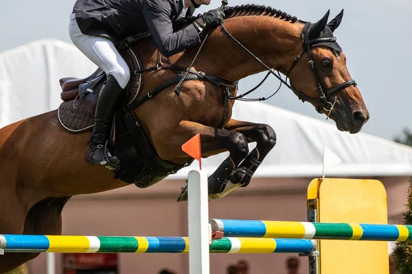 Salto Caballo Deportes Ecuestres Show Jumping Foto Temática — Foto de Stock