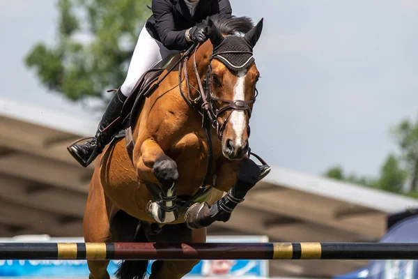 Horse Jumping Equestrian Sports Show Jumping Themed Photo — Stock Photo, Image