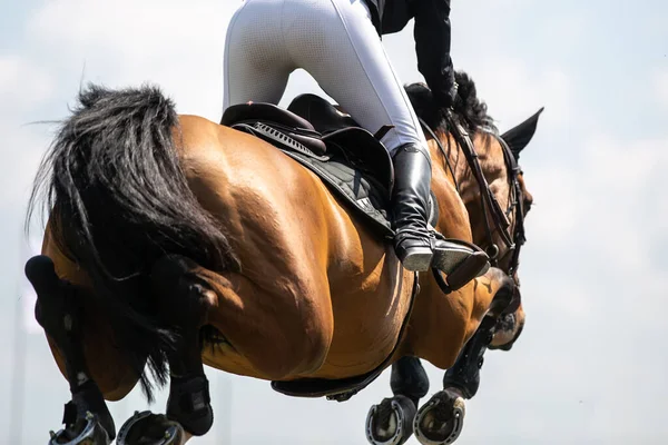 Saut Cheval Sport Équestre Photo Thématique Saut Obstacles — Photo