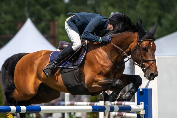 Salto Cavalo Esportes Equestres Mostrar Salto Temático Foto — Fotografia de Stock