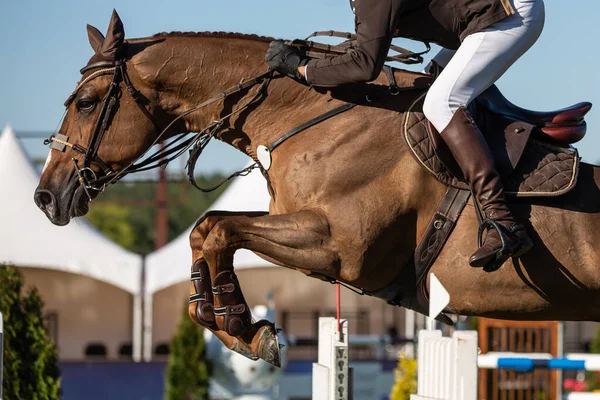 Salto Cavalo Esportes Equestres Mostrar Salto Temático Foto — Fotografia de Stock