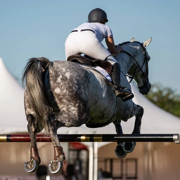 Salto Cavalo Esportes Equestres Mostrar Salto Temático Foto — Fotografia de Stock